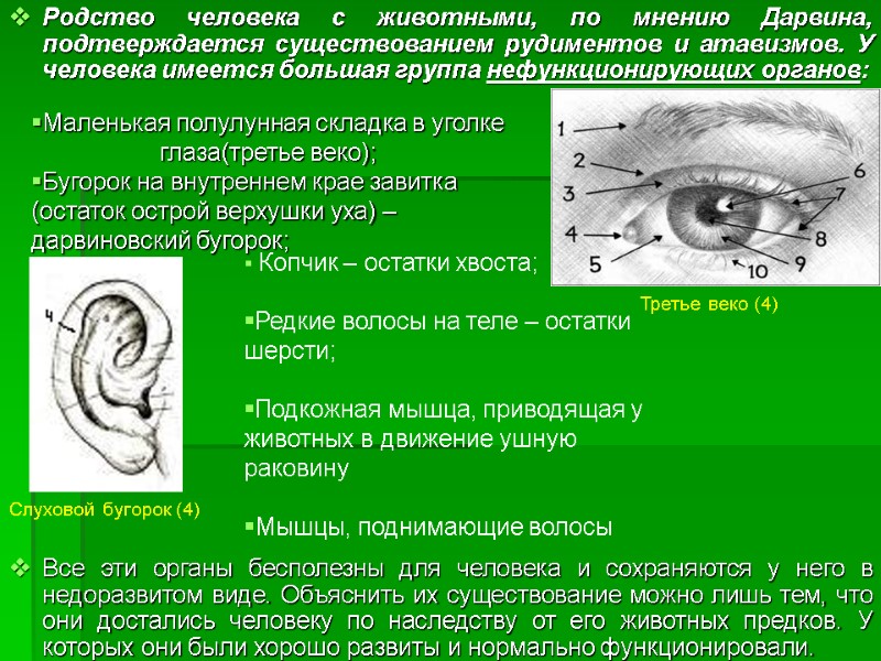 Родство человека с животными, по мнению Дарвина, подтверждается существованием рудиментов и атавизмов. У человека